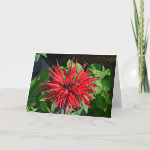 Carte Rouge Bee Balm Jardin Fleur Blanc à l'intérieur de