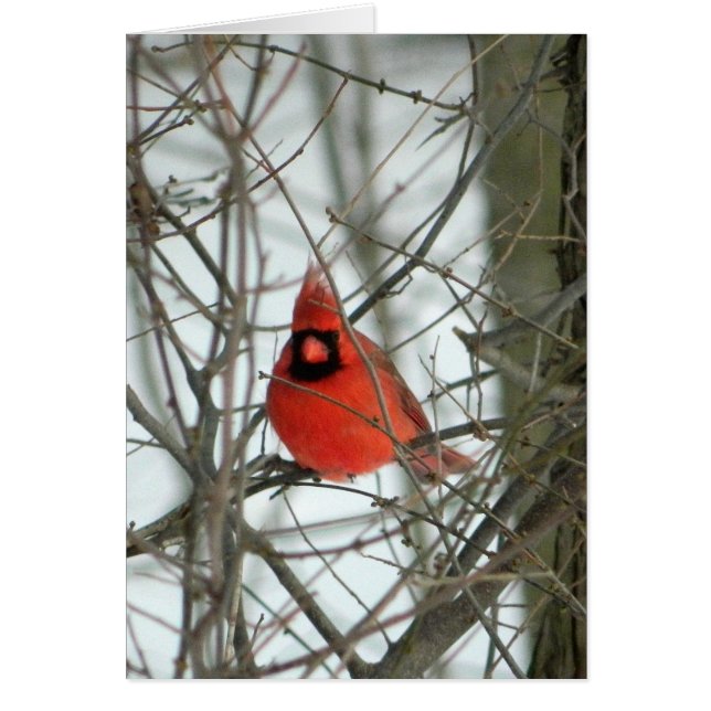 Carte rouge Cardinal d'hiver (Devant)