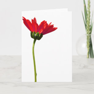 Carte Rouge Daisy Simplicité Toutes les occasions Saluta