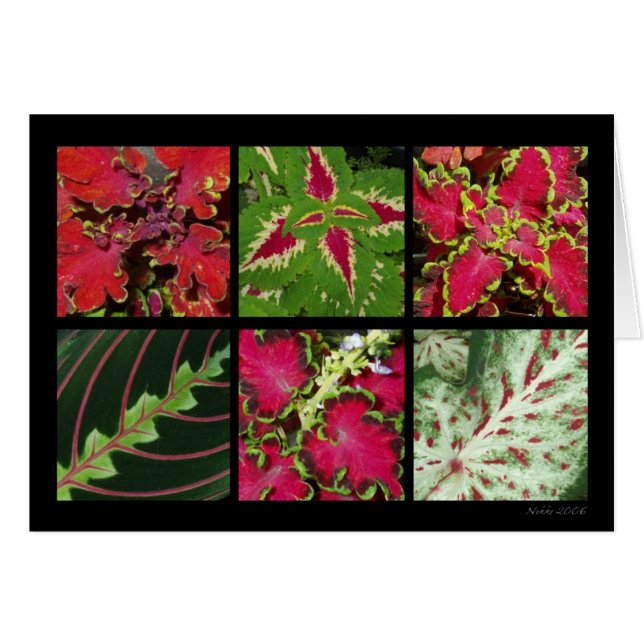 Carte rouge et verte de feuillage (Devant horizontal)
