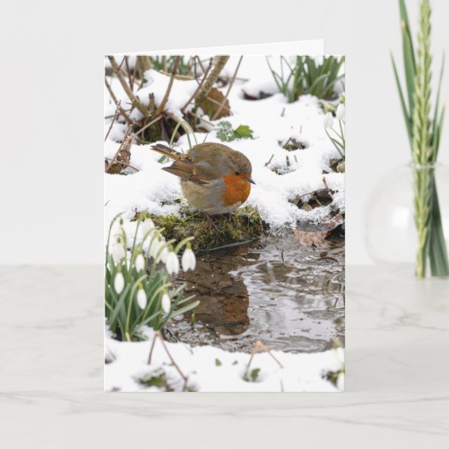 Carte Rouge-gorge d'anniversaire fixant son reflet dans  (Devant)