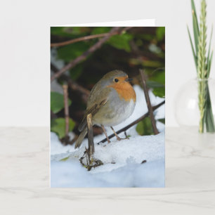 Carte Rouge-gorge de Noël dans la neige