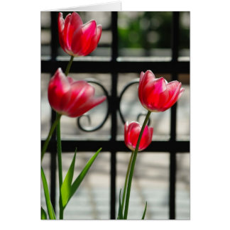 Carte rouge Tulips