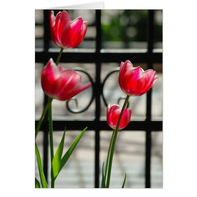 Carte rouge Tulips (Devant)