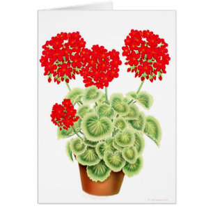 Carte rouge variée de géraniums