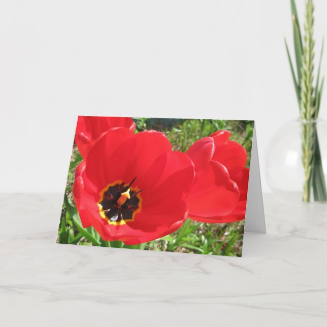 Carte Rouges Rouges Rouges Tulipes-Anniversaire (Devant)