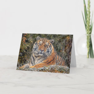Carte royale des neiges de Tiger