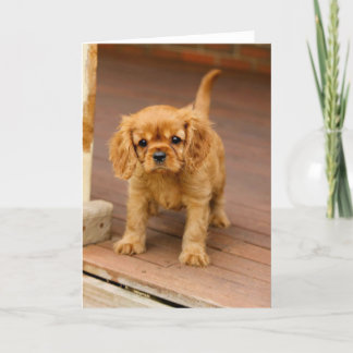 Carte Rubis sur porch.jpg