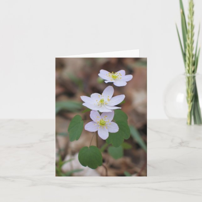 Carte rue Anemone Notecard (Devant)