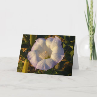 Carte Sacré Fleur sauvage du désert des fleurs de Datura