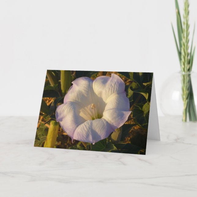 Carte Sacré Fleur sauvage du désert des fleurs de Datura (Devant)