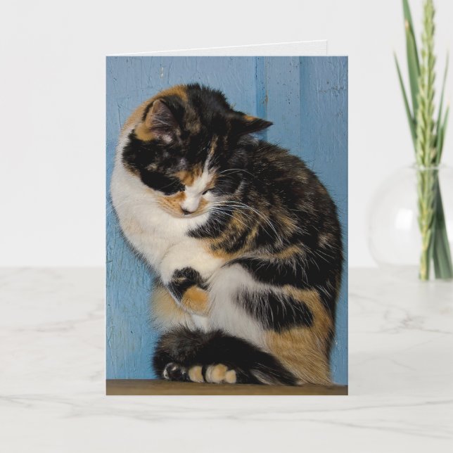Carte Sad Calico Chat anniversaire tardif (Devant)