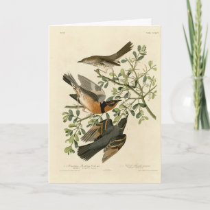 Carte Sage Thrasher and Varied Thrush, Audubon's Birds