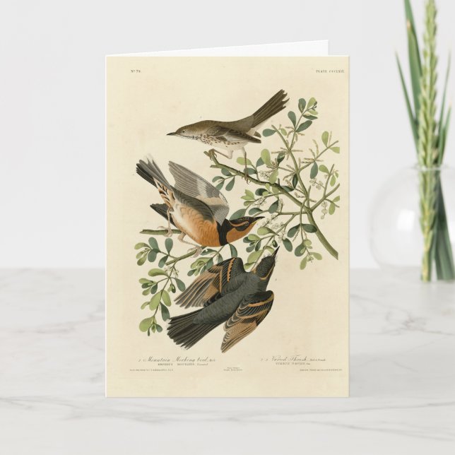 Carte Sage Thrasher and Varied Thrush, Audubon's Birds (Devant)