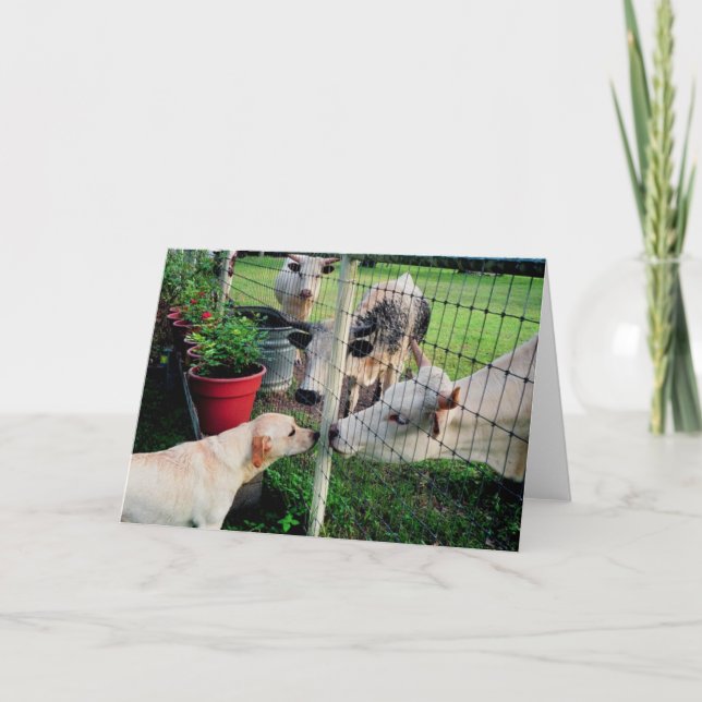 Carte Sailor & pals (Devant)