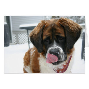 Carte Saint Bernard