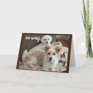 CARTE SAINT VACHE DIT LES POUPES "VOUS AVEZ 70 ANS"