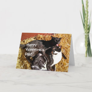 Carte Saint Valentin avec Chats