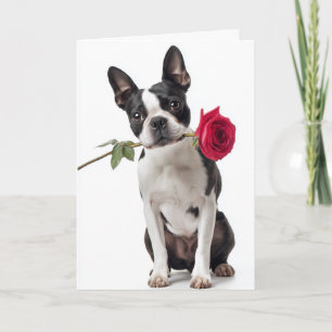 Carte Saint-Valentin Boston Terrier – Amour Élégant