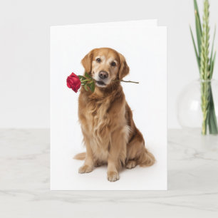 Carte Saint-Valentin Golden Retriever
