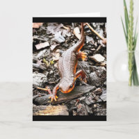 Salamandre dans la forêt, Oregon