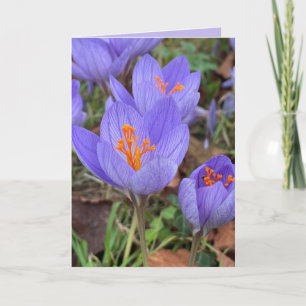 Carte Salutation d'automne Crocus Blank