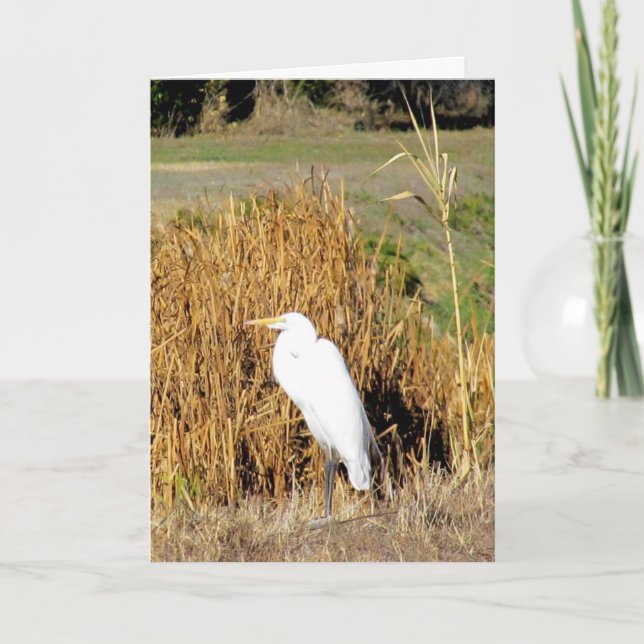 Carte - Salutation - Egret in Grass (Devant)