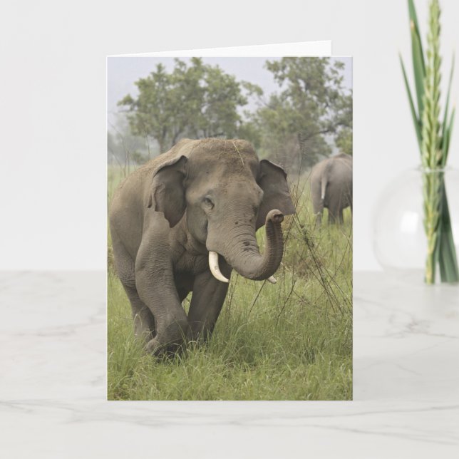 Carte Salutation éléphant indien/asiatique, Corbett (Devant)