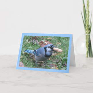Carte Salutations d'anniversaire de geai bleu