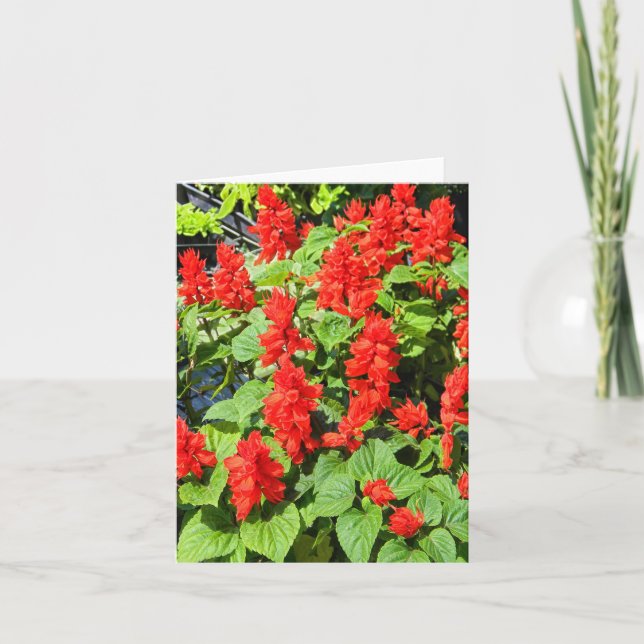 Carte Salvia rouge... (Devant)