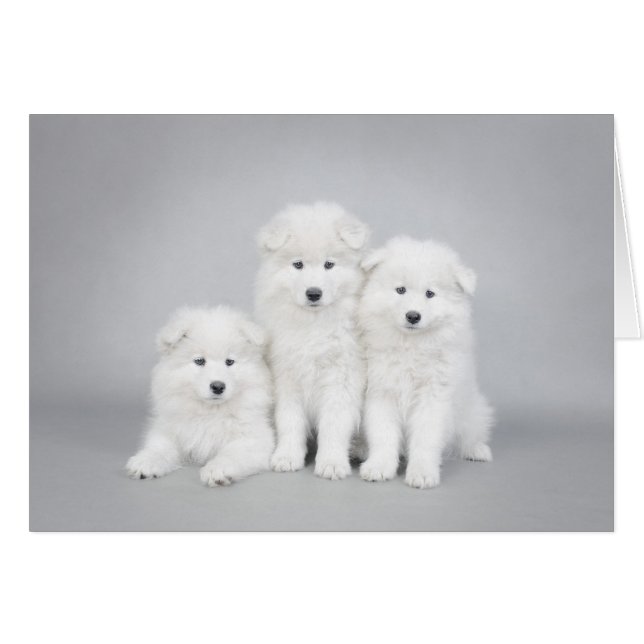 Carte Samoyed chiot (Devant horizontal)