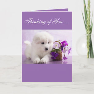 Carte Samoyed Greeting Card; Thinking of You