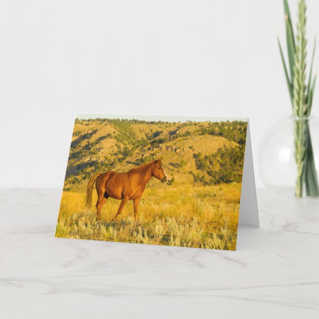 Carte Sanctuaire de chevaux sauvages. (Devant)
