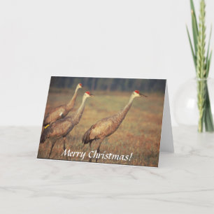 Carte / Sandhill Grues / Noël