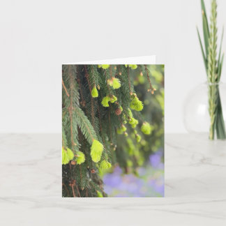 Carte Sapin de Noël Épinette Neige Hiver