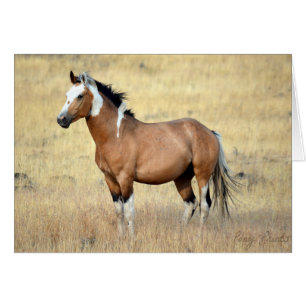 Carte sauvage de mustang