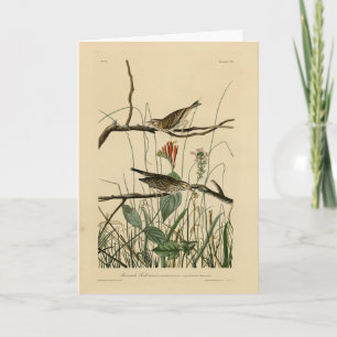 Carte Savannah Finch (Bruant) Audubon Birds of America