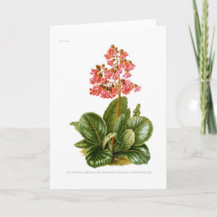 Carte Saxifrage pourpre