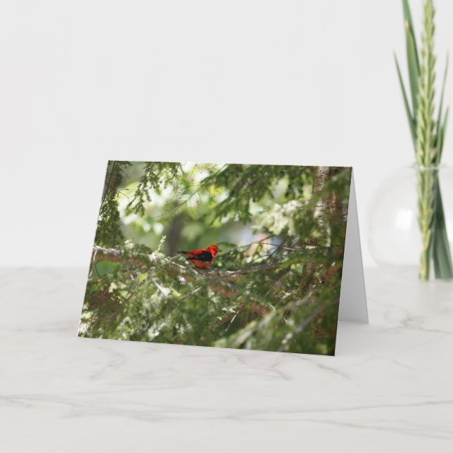Carte Scarlet Tanager (Devant)