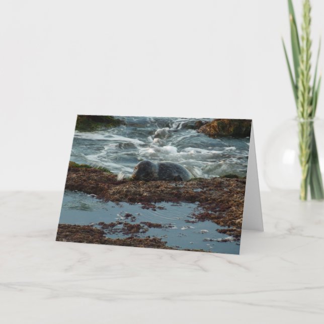 Carte Sceau de port Lit Sunset I à San Diego (Devant)