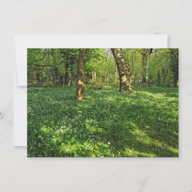 Carte Scène De Bois. Blackweir Woods, Cardiff (Devant)