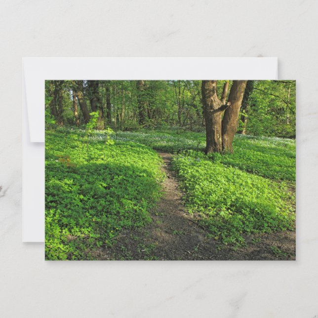 Carte Scène De Bois. Blackweir Woods, Cardiff (Devant)