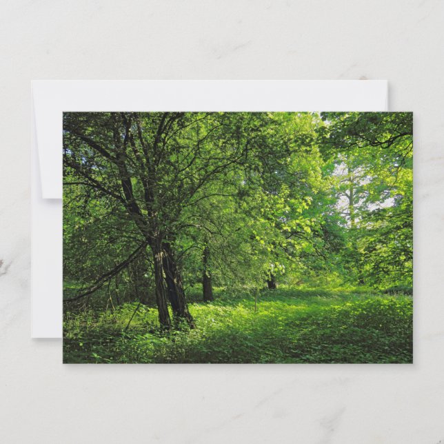 Carte Scène De Bois. Blackweir Woods, Cardiff (Devant)
