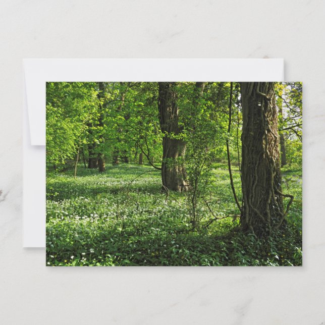 Carte Scène De Bois. Blackweir Woods, Cardiff (Devant)
