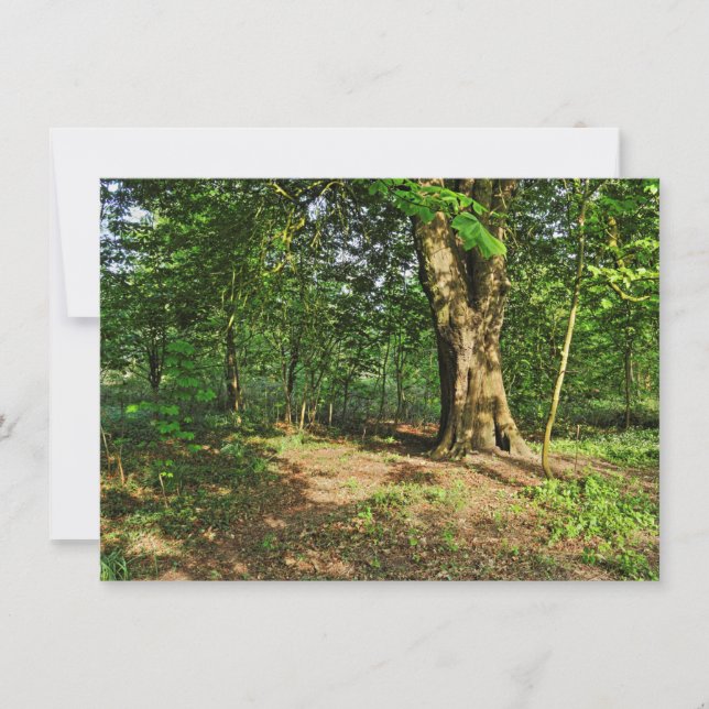 Carte Scène De Bois. Blackweir Woods, Cardiff (Devant)