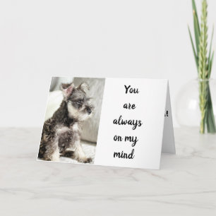 CARTE SCHNAUZER *DÉCLARE L'AMOUR** SUR "LE SOUHAIT DE VA