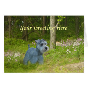 Carte Schnauzer miniature