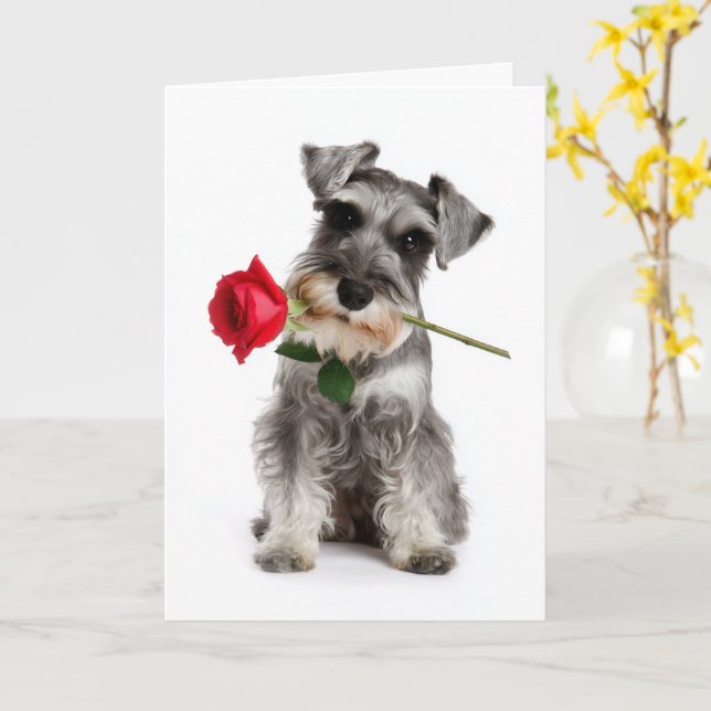 Carte Schnauzer Valentine – Amour Fidèle avec une Rose (Fleur jaune)