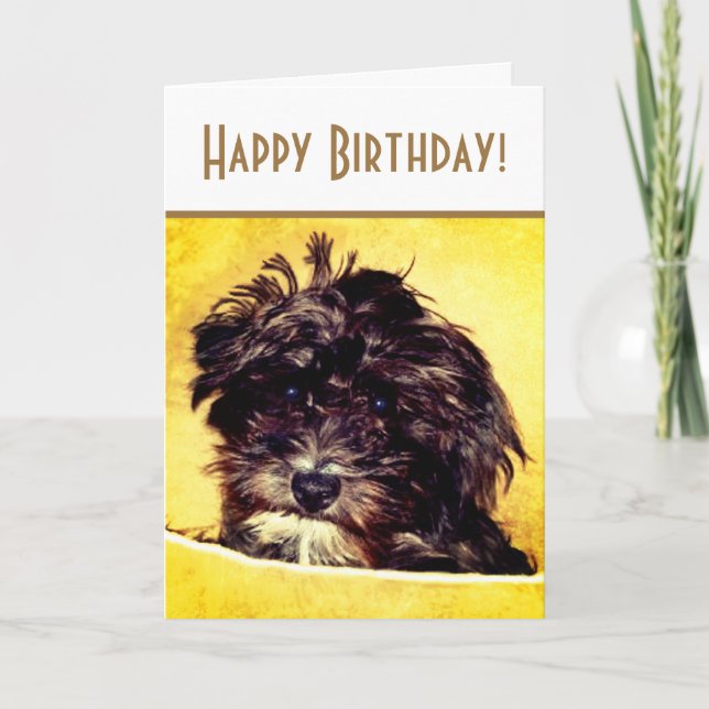Carte Schnoodle Chien Bright Birthday Card (Devant)