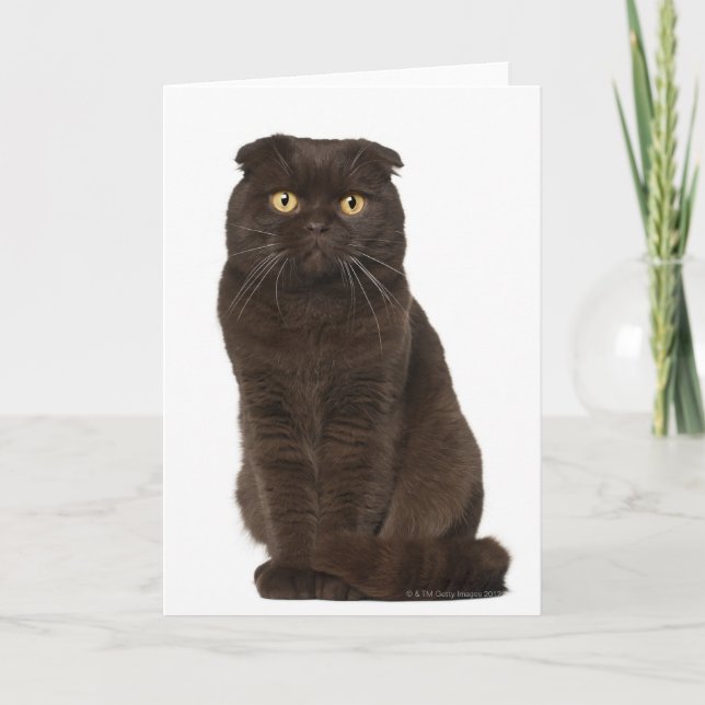 Carte Scottish Fold (18 mois) assis (Devant)